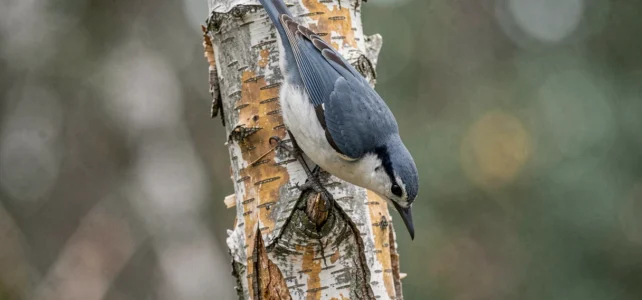 Comment reconnaître un oiseau gris et blanc : guide pratique pour débutants