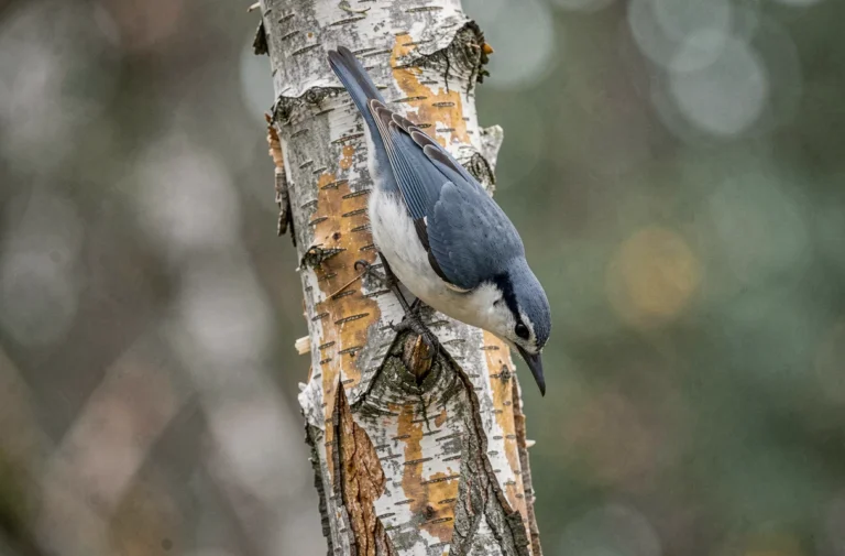 Sittelle torchepot gris et blanc accrochée tête en bas sur un tronc de bouleau en forêt